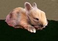 Domestic Rabbit \'Lionhead Rabbit\' (Harlequin-Colored 2 Weeks)