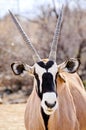 Oryx Royalty Free Stock Photo