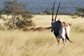 Oryx Royalty Free Stock Photo