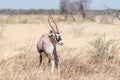 Oryx, also called gemsbok, with a deformed horn