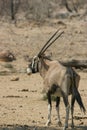 Oryx antelope Royalty Free Stock Photo