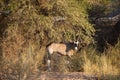 Oryx antelope in bushes