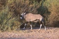 Oryx antelope in bushes