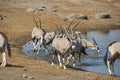 Oryx antelope drinking at a water hole in Etosha Namibia Royalty Free Stock Photo