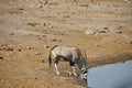 Oryx antelope drinking at a water hole in Etosha Namibia Royalty Free Stock Photo