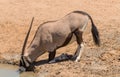 Oryx antelope drinks at the waterhole in northern Namibia