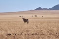 Oryx antelope or gemsbock in Namibian Savanna, Africa