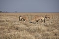 Oryx antelope Gemsbok grazing in Etosha national park Royalty Free Stock Photo