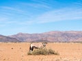 Oryx antelope in Namib Desert, Namibia, Africa. Royalty Free Stock Photo
