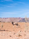 Oryx antelope in Namib Desert, Namibia, Africa. Royalty Free Stock Photo