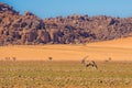 Oryx antelope in Namib-Naukluft national park, Namibia Royalty Free Stock Photo