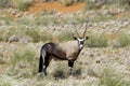 Oryx antelope in Namibia, Africa Royalty Free Stock Photo