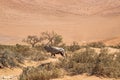 Oryx antelope in Namibia Royalty Free Stock Photo