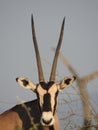 Oryx Antelope