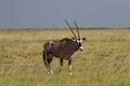 Oryx antelope walking in the Etosha grassland Royalty Free Stock Photo