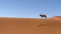 Oryx antelope in the wild desert. Safari in Africa, African savannah wildlife. Royalty Free Stock Photo