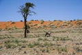 Oryx Antelope and orange Dunes, Namibia Royalty Free Stock Photo