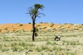 Oryx antelope in dunes of Namibia Royalty Free Stock Photo