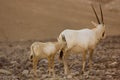 Oryx antelopes Royalty Free Stock Photo