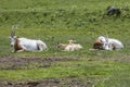 Oryx Antelopes at the Safari Park Royalty Free Stock Photo