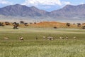 Oryx antelopes in Wolwedans, Namibia Royalty Free Stock Photo