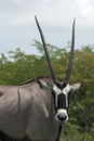 Oryx Antilope