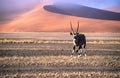 Oryx antilope against a shifting sand dune, Namibia