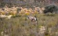 Oryx Antilope