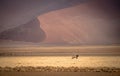 An oryx antilope in the desert of namib