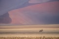 An oryx antilope in the desert of namib