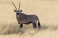 Oryx antilope