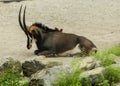 Oryx antilope resting on a hot day