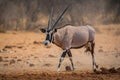 Oryx bull in etosha national park