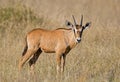 Oryx calf standing in grassfield