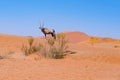 Oryx in the colorful Namib desert of the majestic Namib Naukluft National Park, best travel destination in Namibia, Africa. Royalty Free Stock Photo