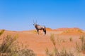 Oryx in the colorful Namib desert of the majestic Namib Naukluft National Park, best travel destination in Namibia, Africa. Royalty Free Stock Photo