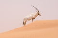 An Oryx in a conservation area in the Dubai desert - UAE Royalty Free Stock Photo