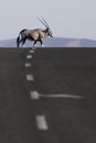 Oryx crossing a road Royalty Free Stock Photo