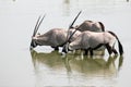 Oryx Drinking Royalty Free Stock Photo