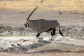 Oryx Drinking Royalty Free Stock Photo