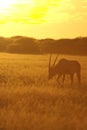 Oryx at dusk head down