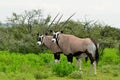 Oryx,Etosha, Royalty Free Stock Photo