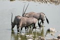 Oryx in Etosha Royalty Free Stock Photo