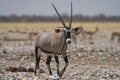 Oryx in Etosha National Park Royalty Free Stock Photo