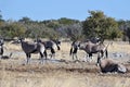Oryx, Etosha National Park, Namibia Royalty Free Stock Photo