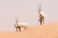 Oryx family in the dunes of the Dubai Desert Conservation Reserve, UAE Royalty Free Stock Photo