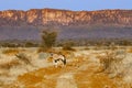 Oryx Female with Two Calves, Waterberg Plateau