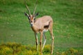 Oryx in a field