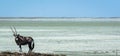 Oryx in front of a Namibian saltlake Royalty Free Stock Photo