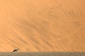 An Oryx in front of a red sand dune